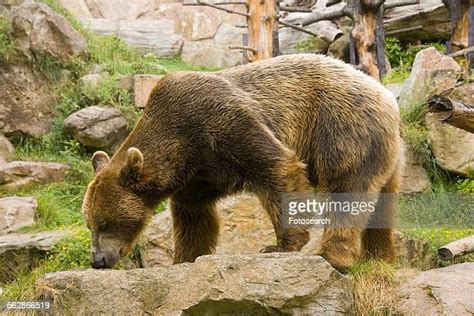 skinny bears foto e immagini stock getty images