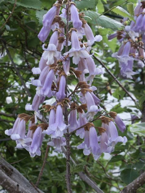 Tree identification • in this presentation you will learn to identify trees using the summer key to pennsylvania trees. Paulownia (Princess Tree) - Identification and Control ...