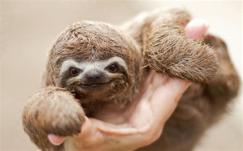 Sloth Hd Wallpapers Backgrounds