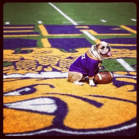 A Small Dog Wearing A Purple Shirt And Holding A Football