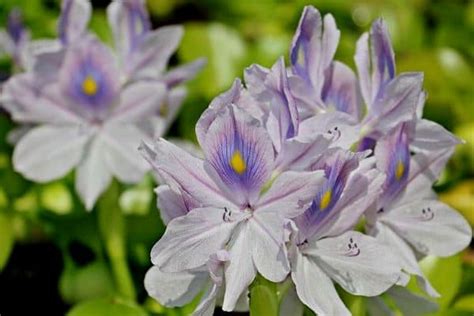 How To Grow Water Hyacinth Flowers Water Garden Advice