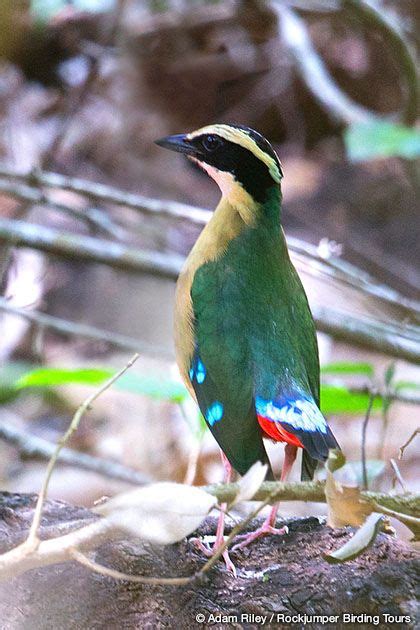 African Pitta Pitta Angolensis Resident And Migratory In The West