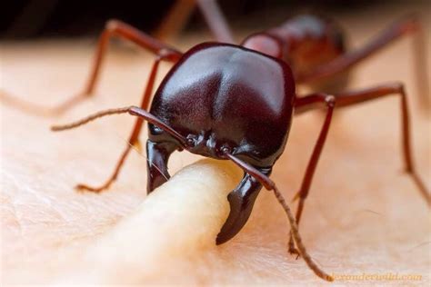 A Driver Ant Soldier Shows Off Her Impressive Mandible Strength Ants