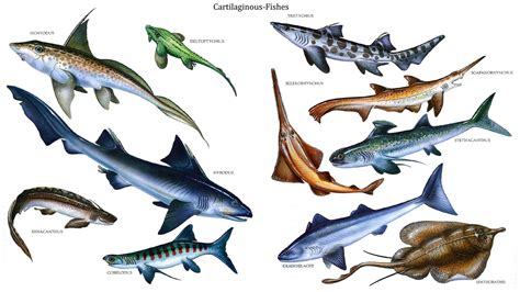 Cartilaginous Fishes Water Based Dinosaurs Wallpaper Image Dinosaur