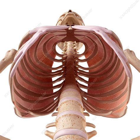 Human Thoracic Muscles Stock Image F0157592 Science Photo Library