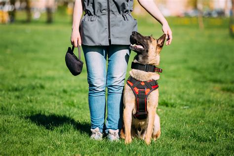 Best Dog Training Vests The 5 Best Of 2024