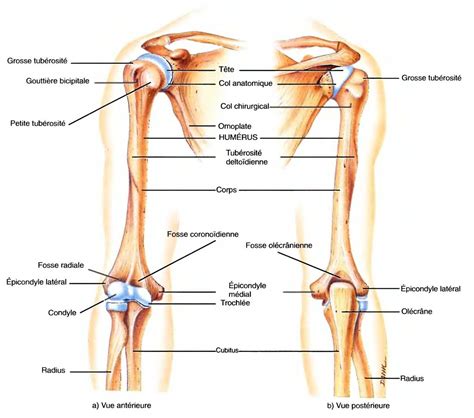 Ostéologie Anatomie du corps humain Anatomie corps humain Anatomie