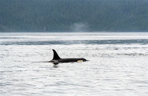 Killer Whale Or Orca Vancouver Island Canada Stock Image Image Of