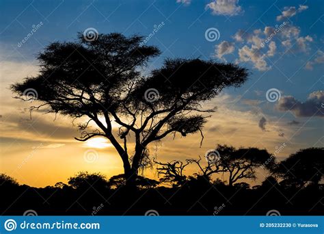 Acacia Tree In Savannah Sunset Light Silhouette Africa Stock Photo
