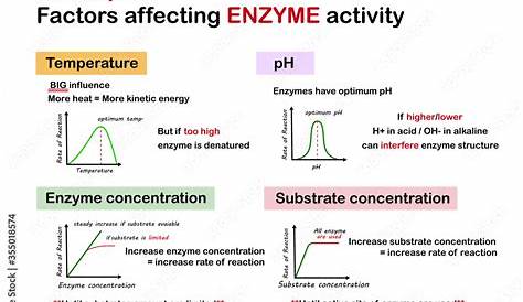 Factors Affecting Enzymes Nygma Science