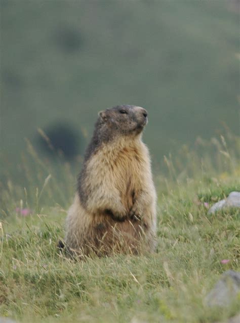 juliol 2009 010 Marmota (Marmota marmota) | Marmota sota ...