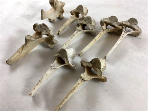 Collection Of 8 Large Vertebrae Bonescruelty Free Deer Bones Etsy