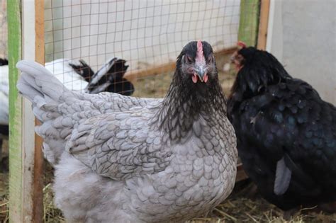 Sapphire Gem Chicken Breed And Care Guide Eco Peanut