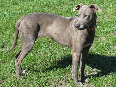 The blue lacy has a natural herding instinct which enables it to work everything from chickens to the toughest texas longhorn cattle. Blue Lacy - Dogs breeds | Pets