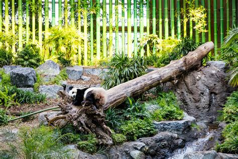 Panda Passage Calgary Zoo Zeidler