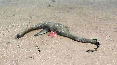 Fox News Loch Ness Monster Found Shocking Pictures Of Unidentified