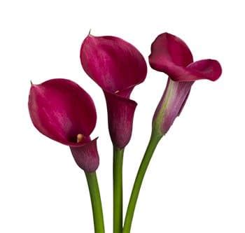 Hot Pink Mini Calla Lily Flower JR Roses Wholesale Flowers