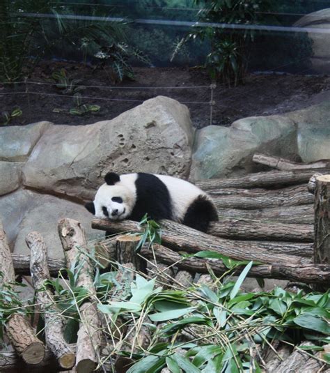 Rencontre Exclusive Avec Huan Huan Et Yuan Zi Les Pandas Stars Du Zoo