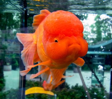 Lol Omg I Want One Too Funny Pinterest Goldfish Fish And