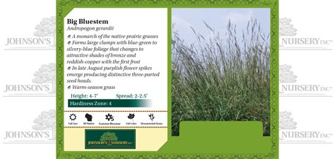 Big Bluestem Johnsons Nursery Kb