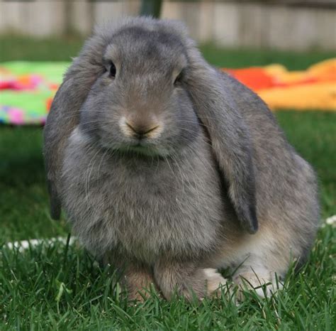 Giant French Lop Rabbit