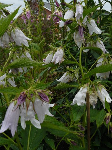 Klokjesbloem Campanula X Burghaltii