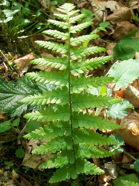 what a pretty fern i totally fail to identify ferns … flickr photo sharing
