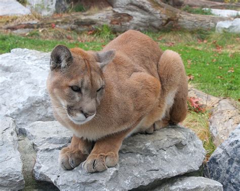 The Eastern Cougar Will Be Officially Listed As Extinct — Almost 80