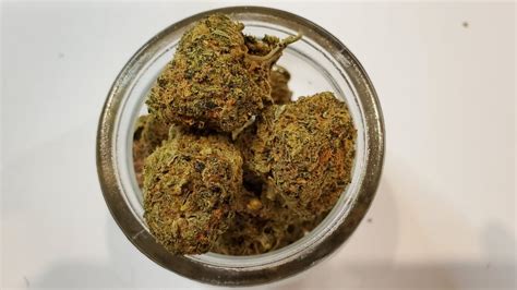 Seeds And Cannabis Anbau Die Besten Marihuana Sorten Für Autoflowering