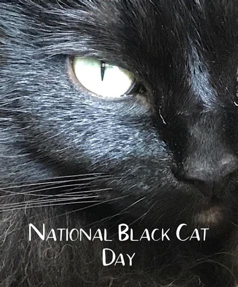 National Black Cat Day Visalia Feral Cat Coalition