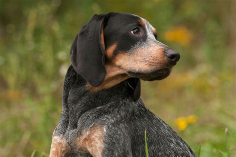 Bluetick Coonhound Full Profile History And Care