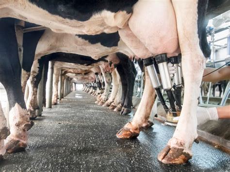 Milk Is Sour Issue In Us Canada Trade Talks As Trump Seeks Nafta