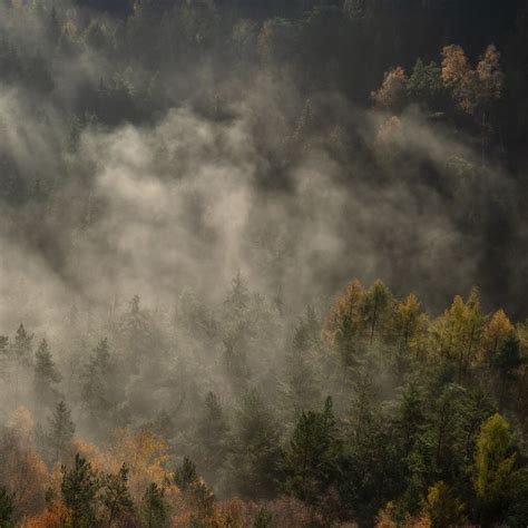 Foggy Autumn Forest Herbstwald Im Nebel Autumn Forest Foggy Forest