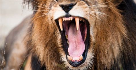 10 Interesting Facts About Lions Teeth