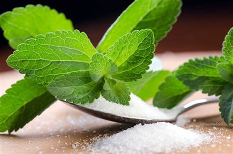 Beneficios De La Stevia Como Edulcorante
