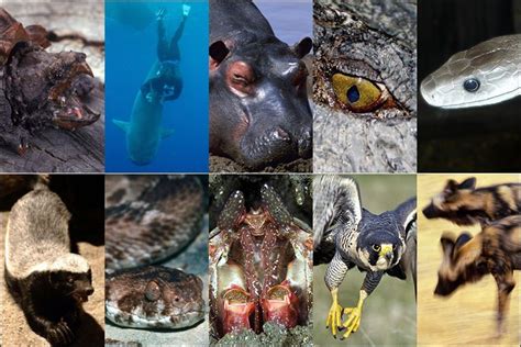 Bbc News In Pictures The Deadliest Creatures On Earth