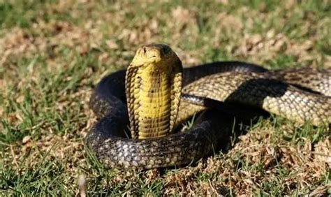 10 Different Types Of Cobras With Pictures Animalstart