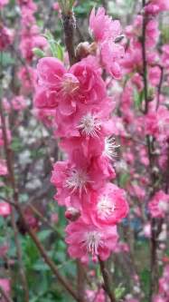 Pink Sakura Plum Blossoms Free Stock Photo Freeimages