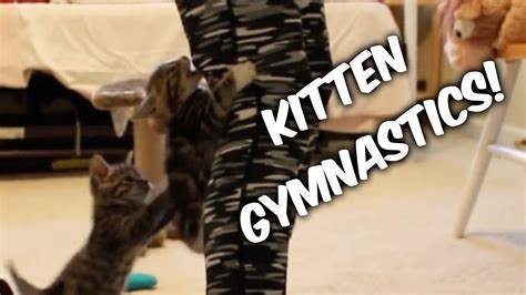 Kitten Gymnastics Youtube