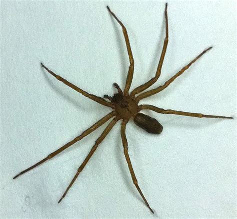 Brown Recluse - What's That Bug?