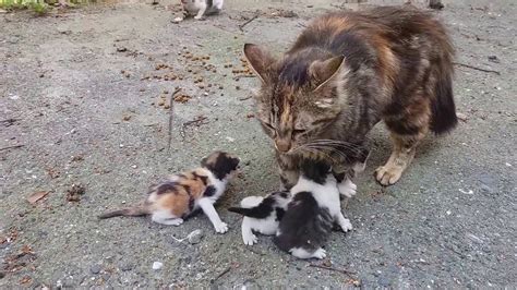 Baby Kittens Meowing Very Loudly For Mom Cat Doovi
