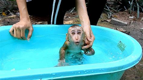 Adorable Cute Monkey Taking A Bath Monkey Maly Was Bath By Mom Youtube