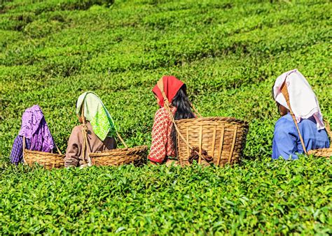 Tea Plantation Visit India Audley Travel Uk