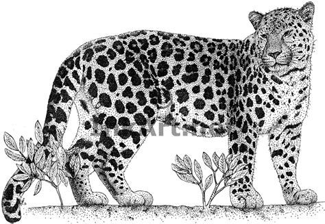 Download Amur Leopard Coloring For Free Designlooter 2020 👨‍🎨