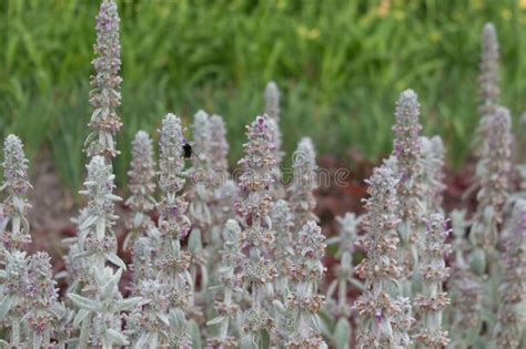 Flowers Of Plant Herb Lambs Ear Stachys Byzantine Or Stahis Woolly