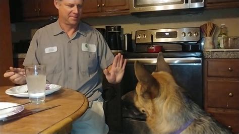 Check spelling or type a new query. German shepherd begging for food with high 5 - YouTube