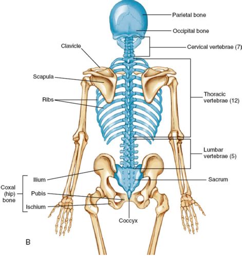 Chapter 2 And 3 The Skeletal And Articular Systems Flashcards Quizlet