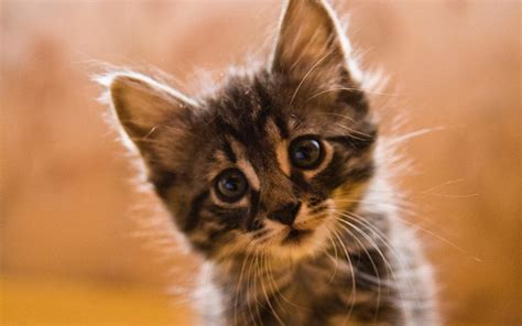 Download and use 7,000+ cat stock photos for free. Kitten care - all you need to know when bringing your ...