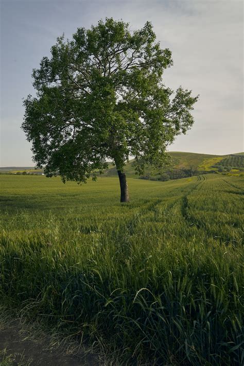 A Lone Tree In The Middle Of A Grassy Field Photo Free Tree Image On