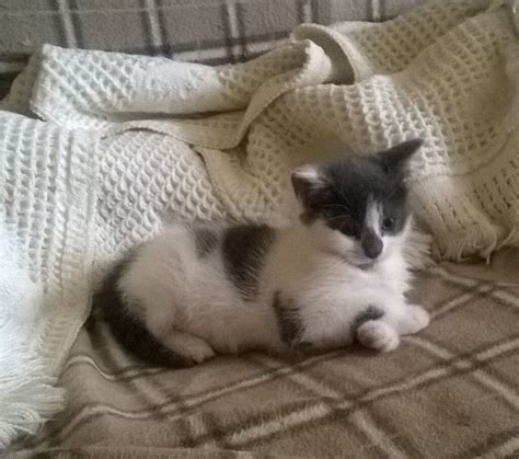 Cute Grey And White Female Kitten For Sale In Ramsgate Kent Gumtree